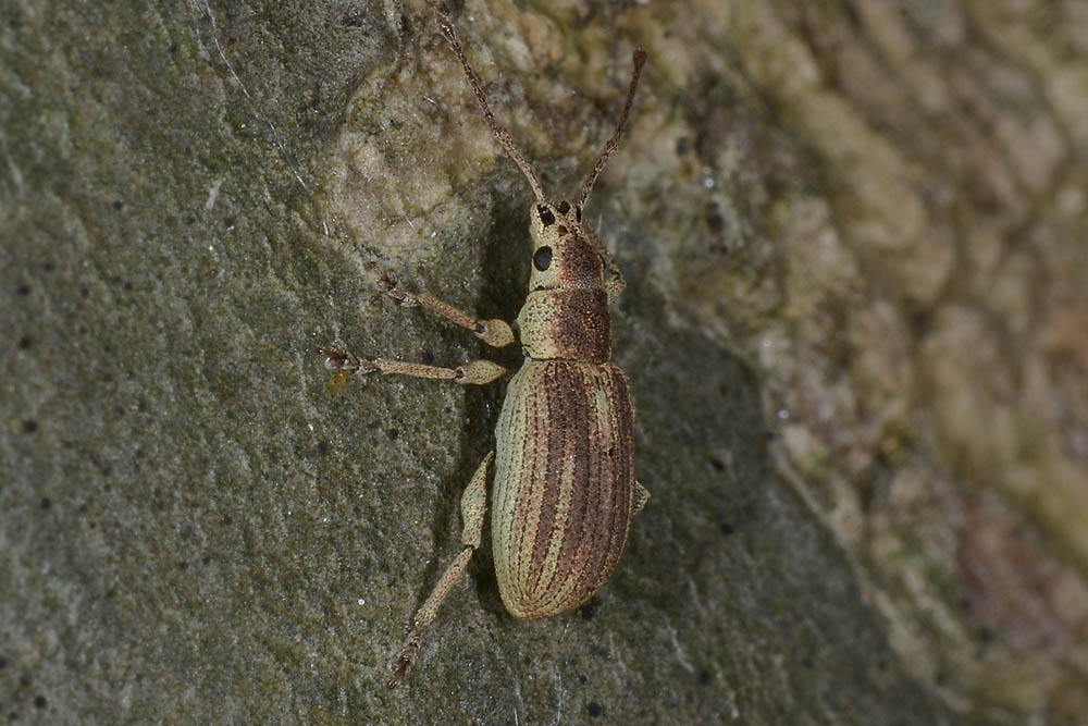 Pseudomyllocerus invreae - (Curculionidae)